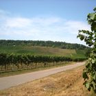 Weinbaugebiet in Brackenheim