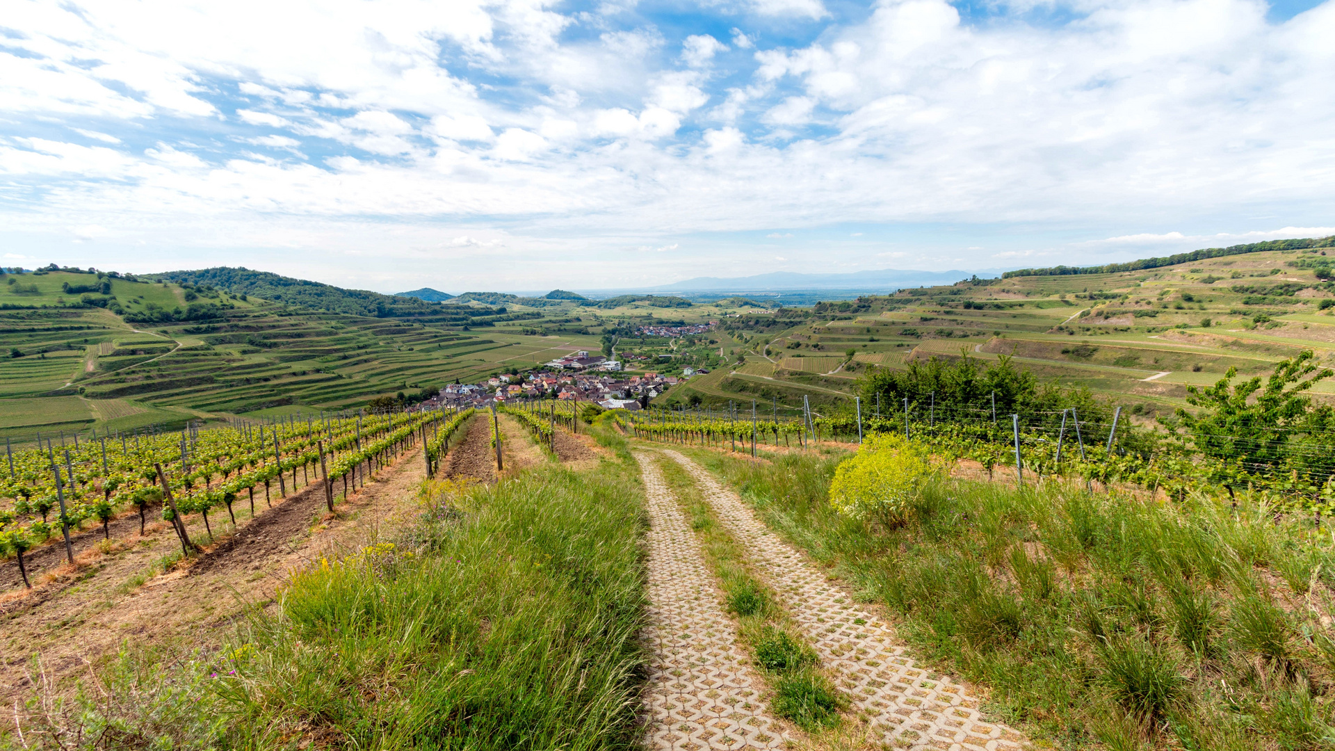 Weinbaugebiet Kaiserstuhl