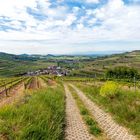 Weinbaugebiet Kaiserstuhl