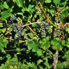 Weinbaulandschaft Baden-Württemberg 9