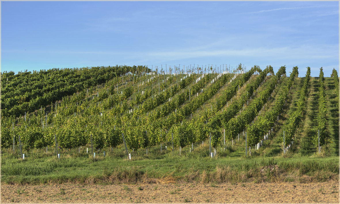 Weinbauriede in Stammersdorf