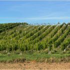 Weinbauriede in Stammersdorf