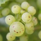 weinbeeren