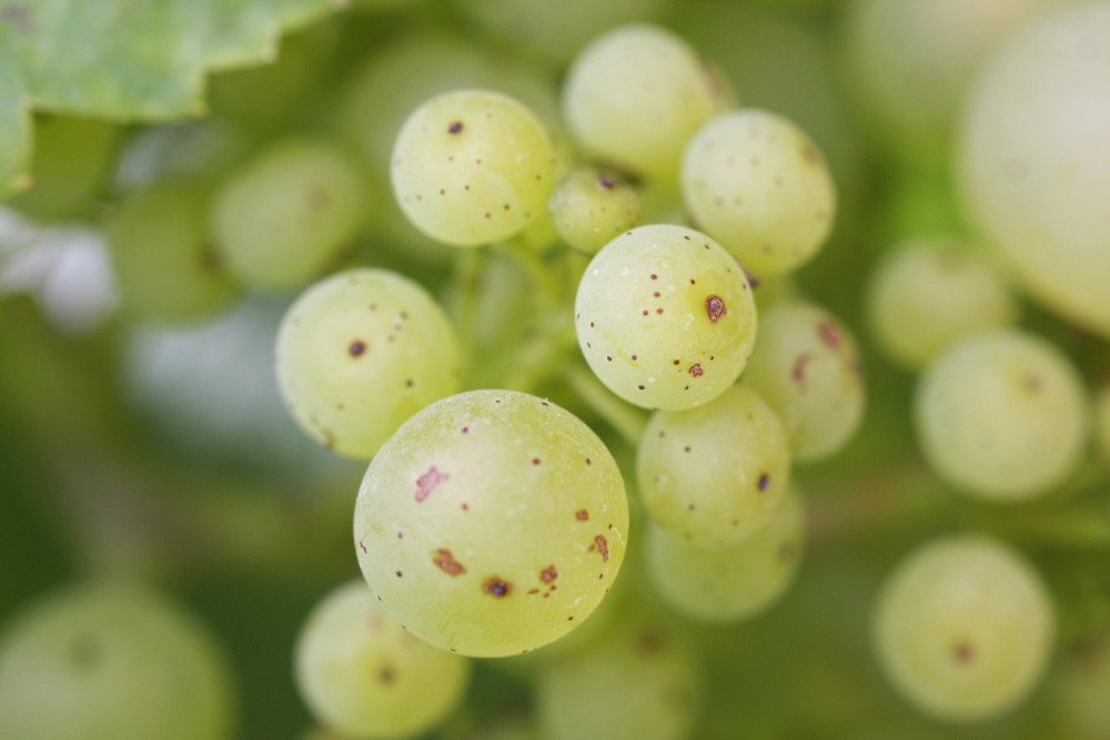 weinbeeren