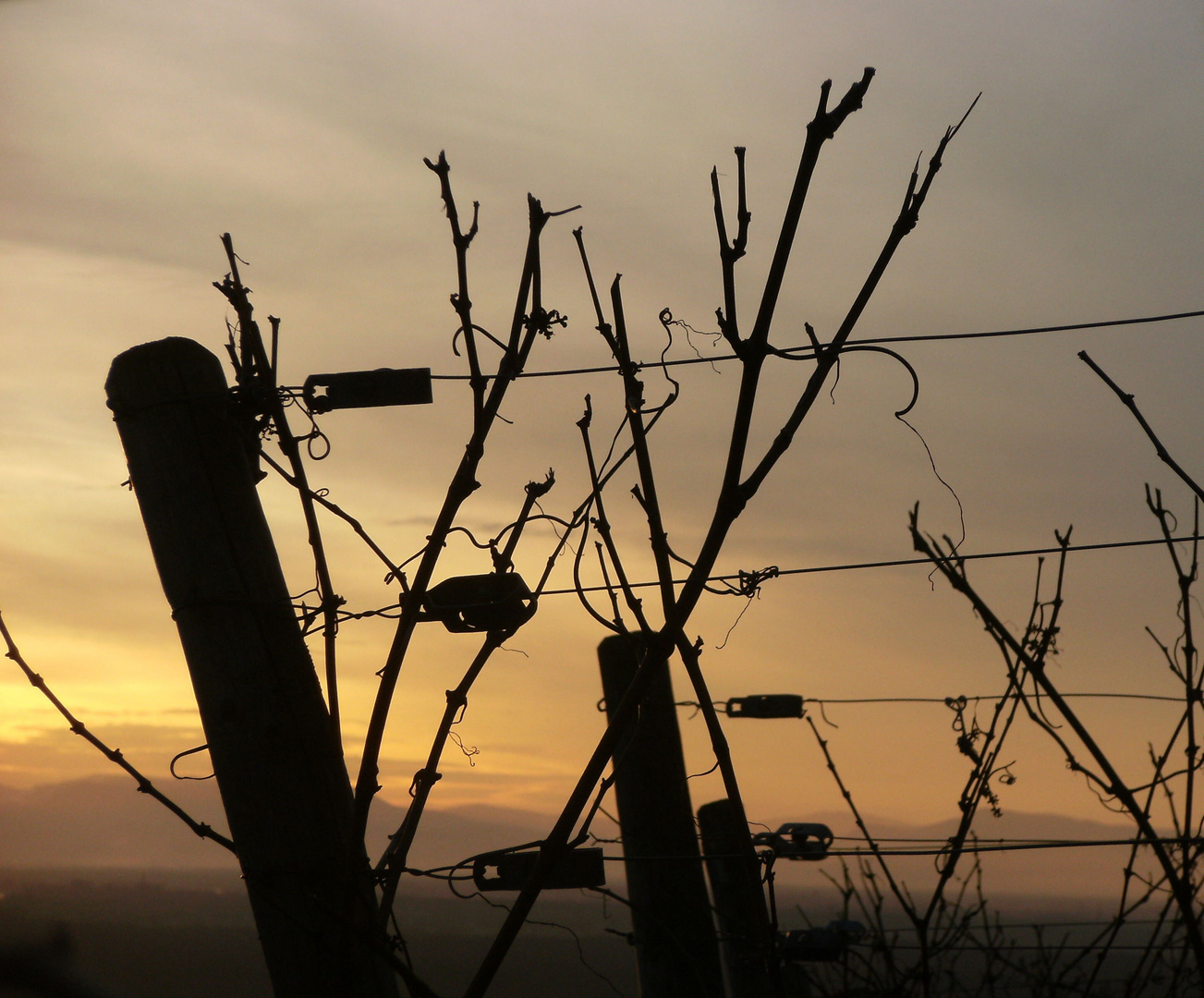 Weinberg am Abend