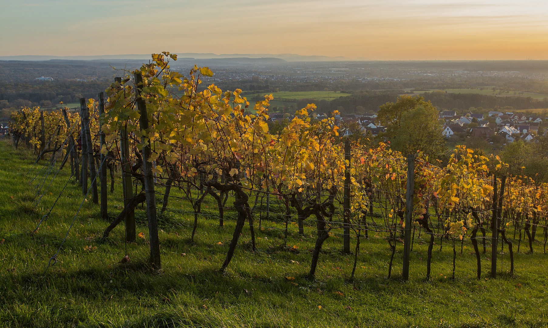 Weinberg am Abend