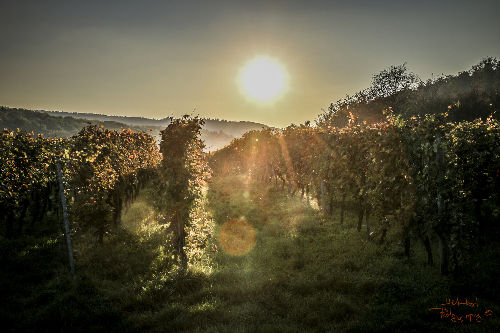 Weinberg am Abend