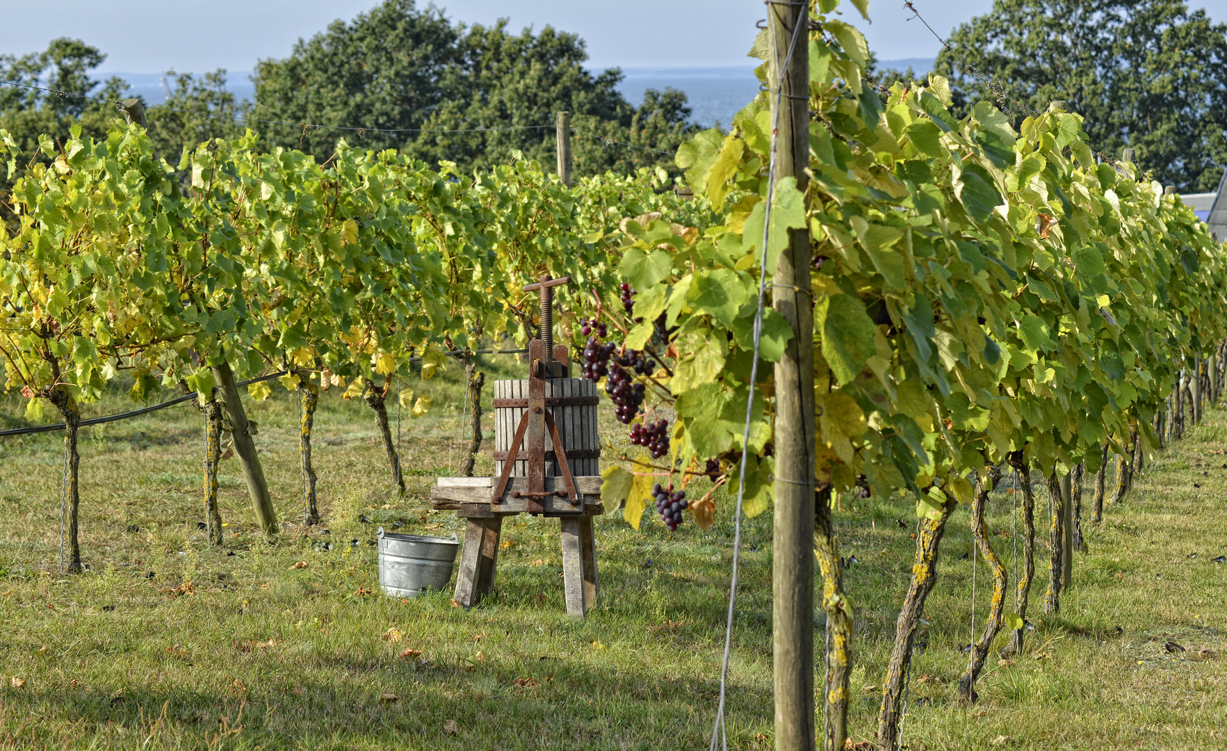 Weinberg am Achterwasser