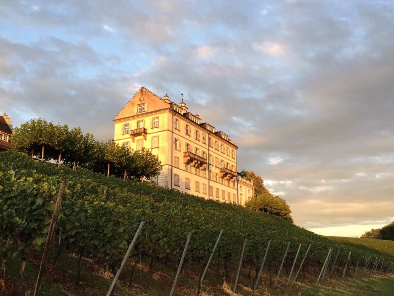 Weinberg am Bodensee