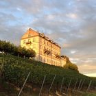 Weinberg am Bodensee