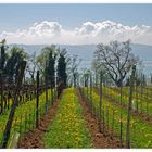 Weinberg am Bodensee, zwischen Lindau und Wasserburg