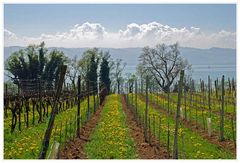 Weinberg am Bodensee, zwischen Lindau und Wasserburg