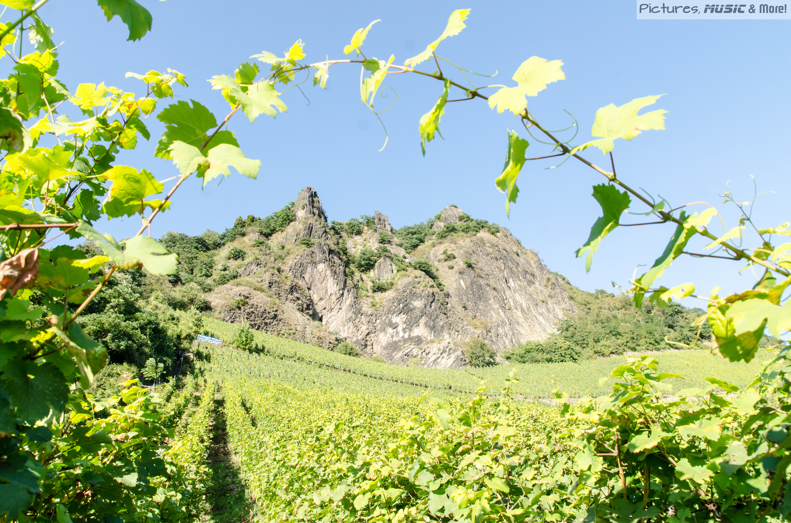 Weinberg am Drachenfels