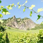 Weinberg am Drachenfels