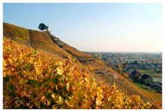 Weinberg am Jacobstein