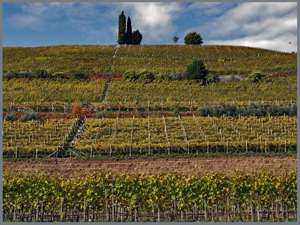 Weinberg am Kalterer See