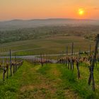 Weinberg am Kappelberg