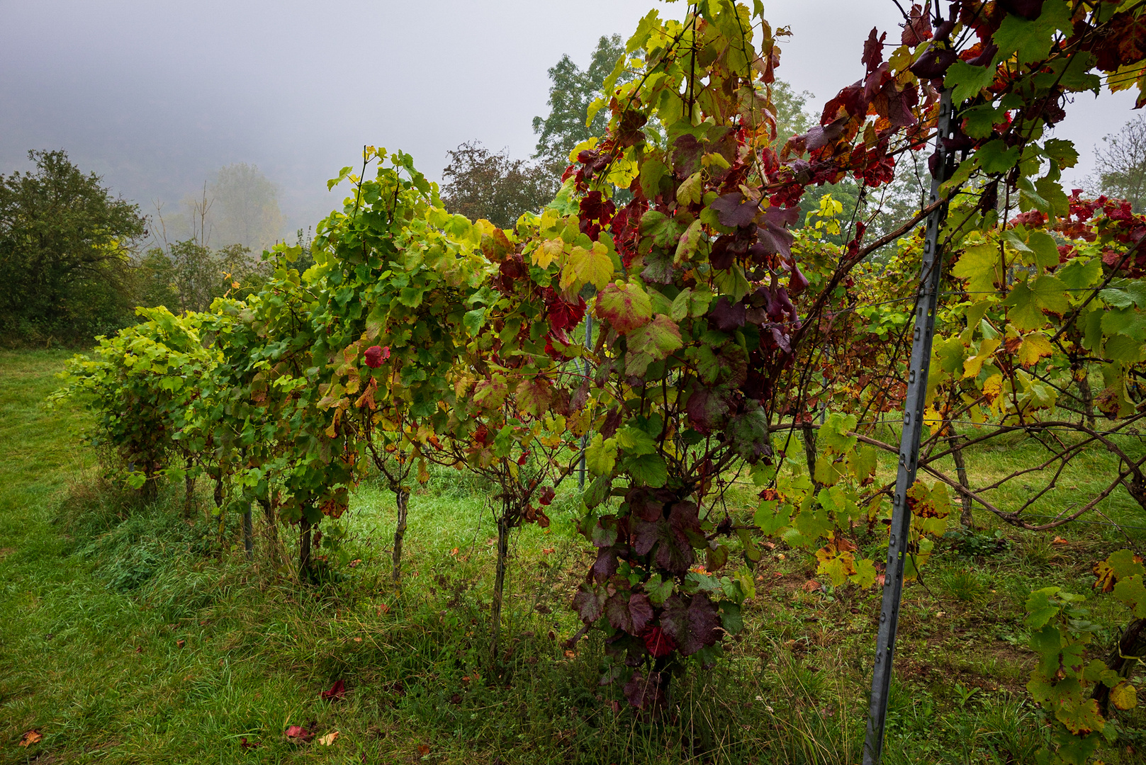 Weinberg am Morgen