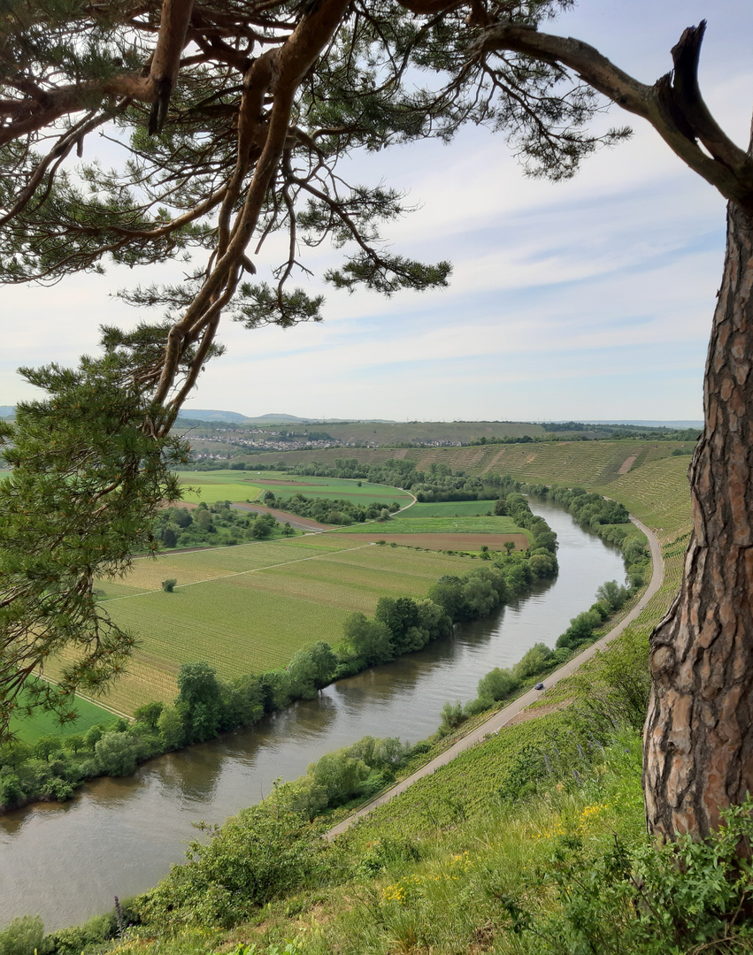 Weinberg am Neckar