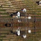 Weinberg am Neckar (BW)