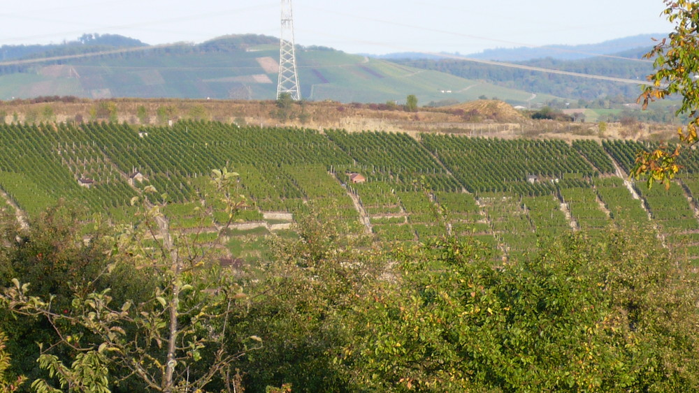 Weinberg am Neckar-Ingersheim