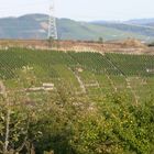 Weinberg am Neckar-Ingersheim