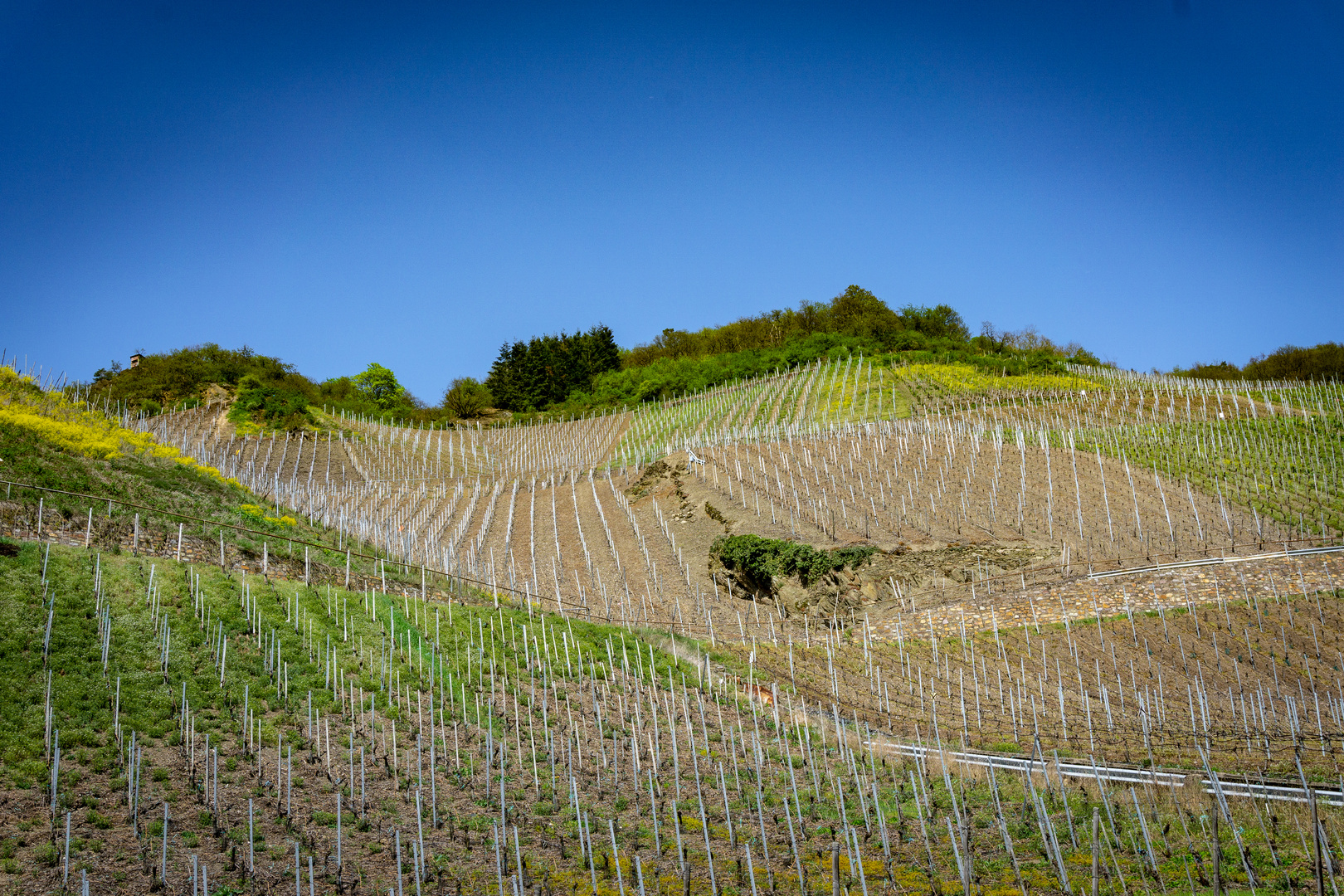 Weinberg am Rhein