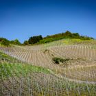 Weinberg am Rhein