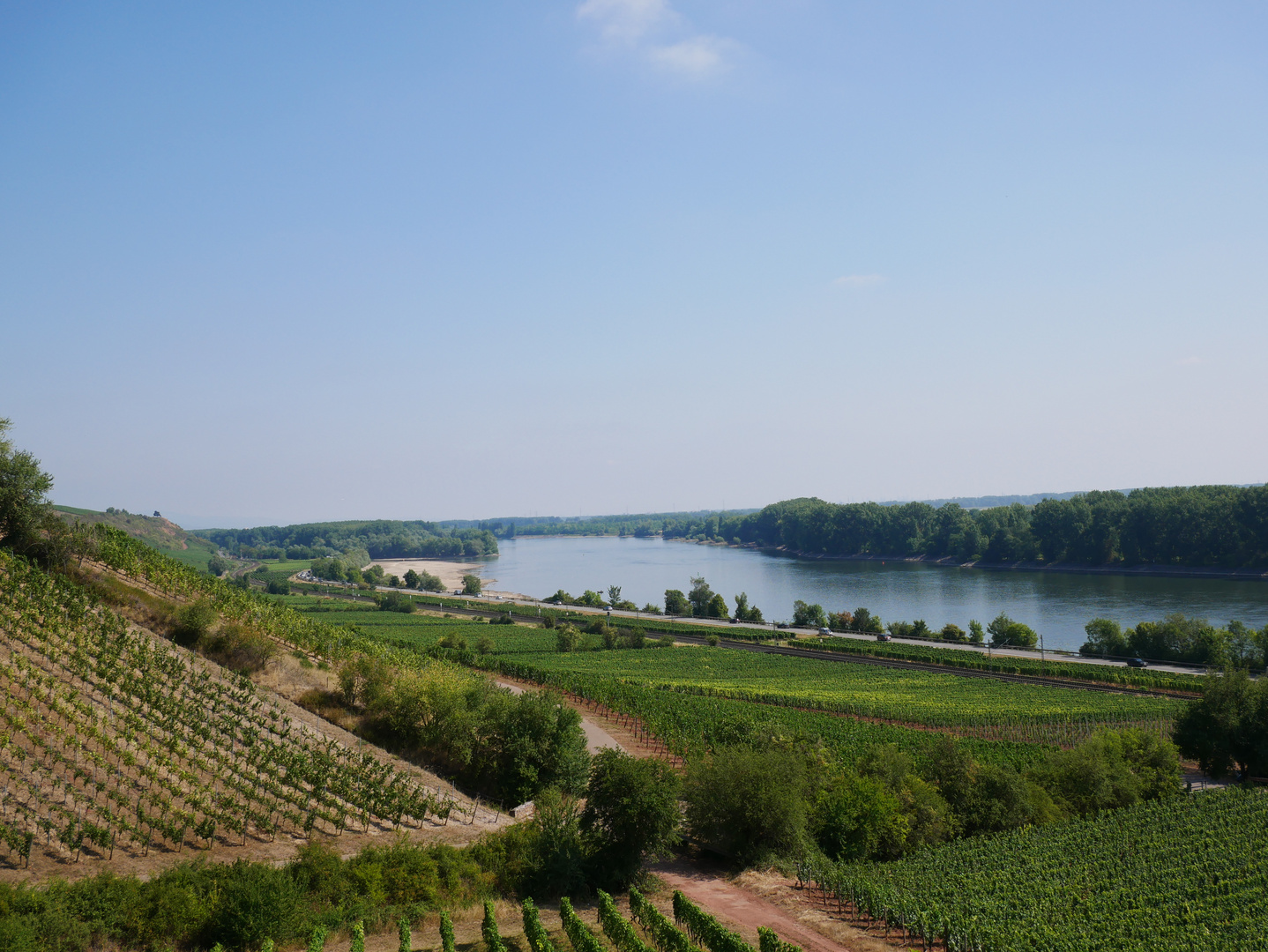 Weinberg am Rhein im Sommer