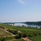 Weinberg am Rhein im Sommer