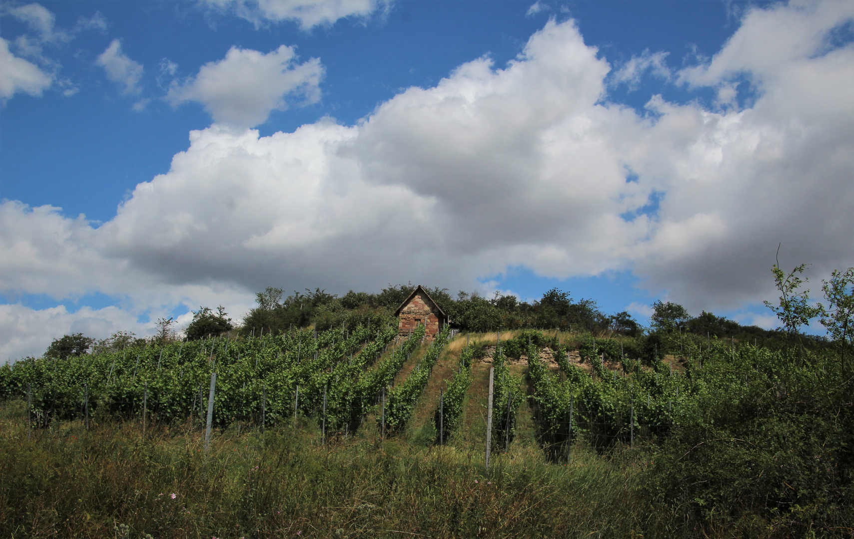 Weinberg am Unstrut-Radweg