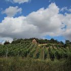 Weinberg am Unstrut-Radweg