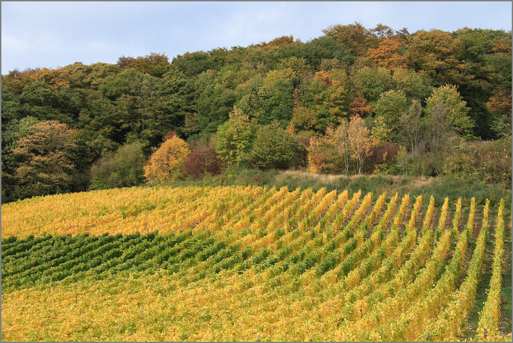 Weinberg am Wald