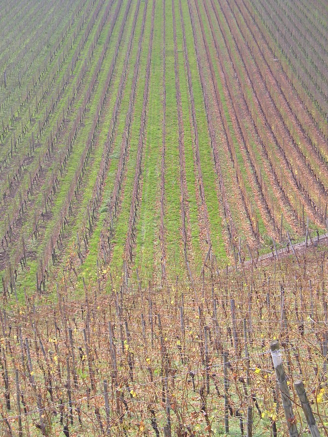 Weinberg am Winklerberg im Breisgau