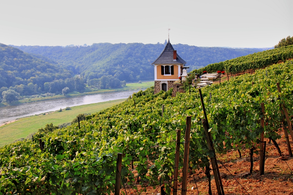 Weinberg an der Elbe