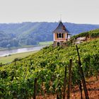 Weinberg an der Elbe