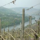 Weinberg an der Mosel