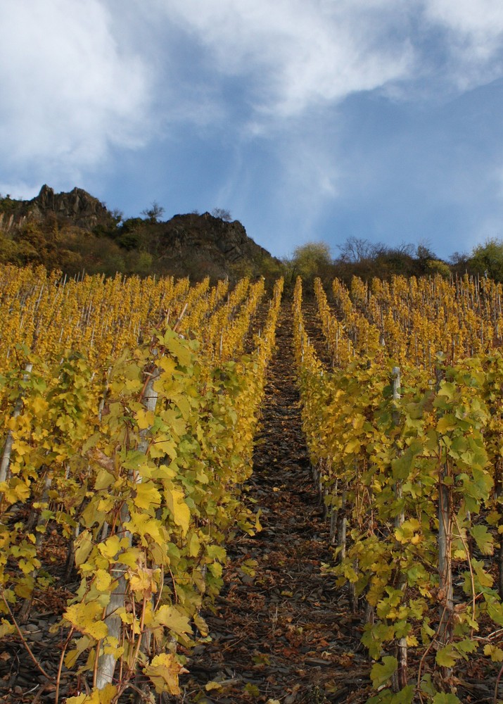 Weinberg an der Mosel