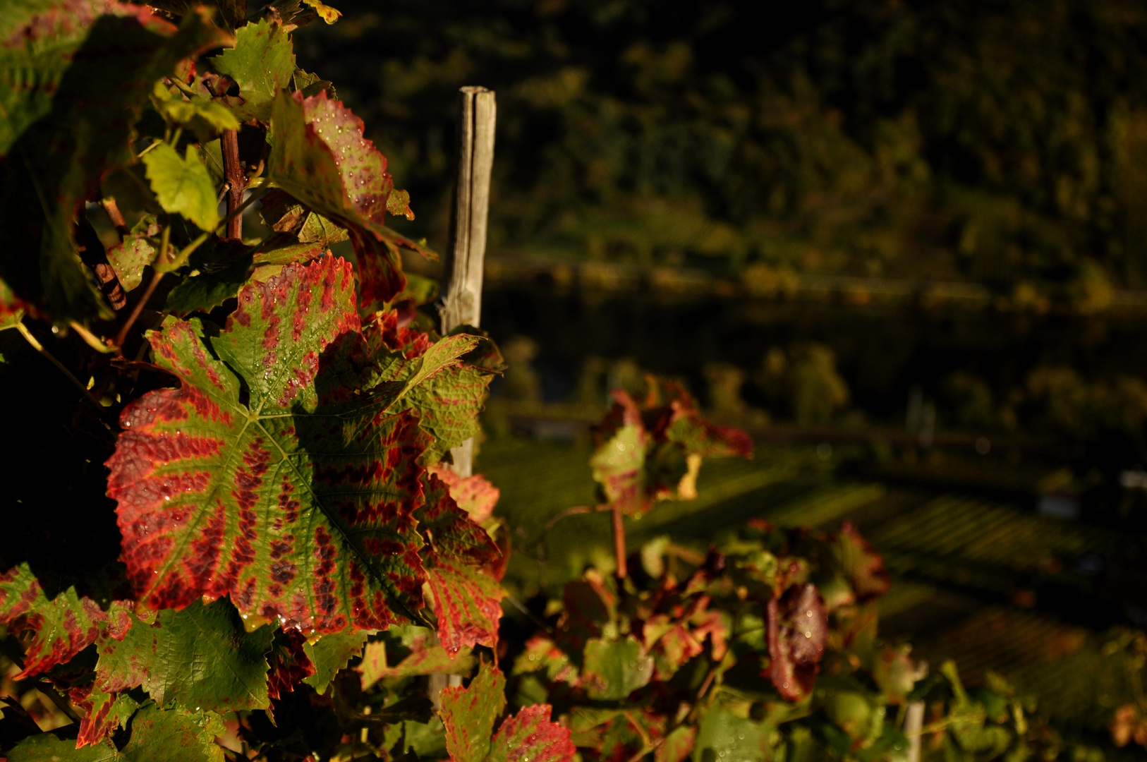 Weinberg an der Mosel