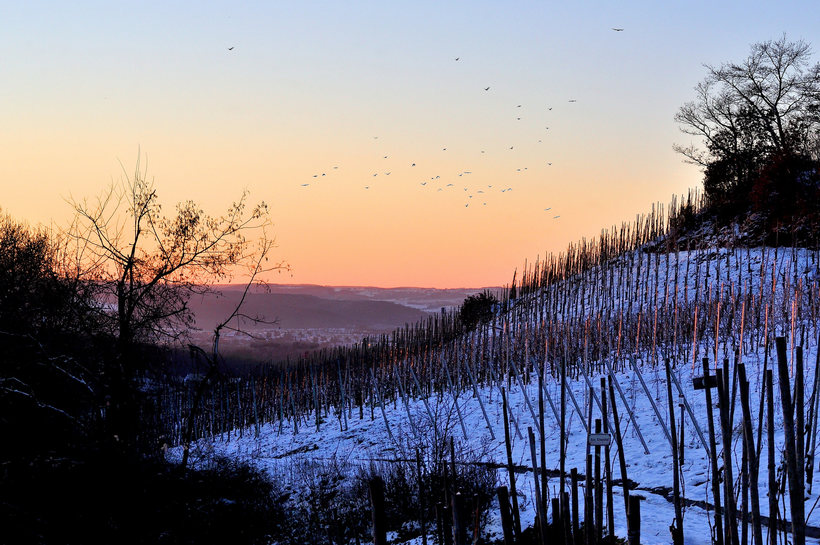 Weinberg an der Mosel