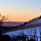 Weinberg an der Mosel