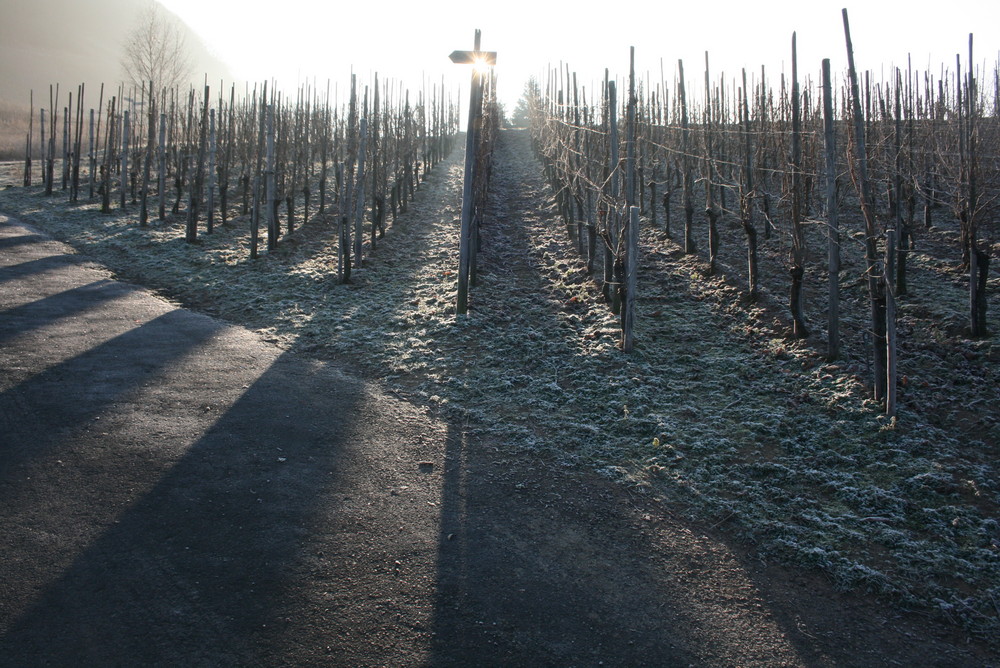 Weinberg an der Mosel bei Frost