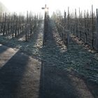 Weinberg an der Mosel bei Frost