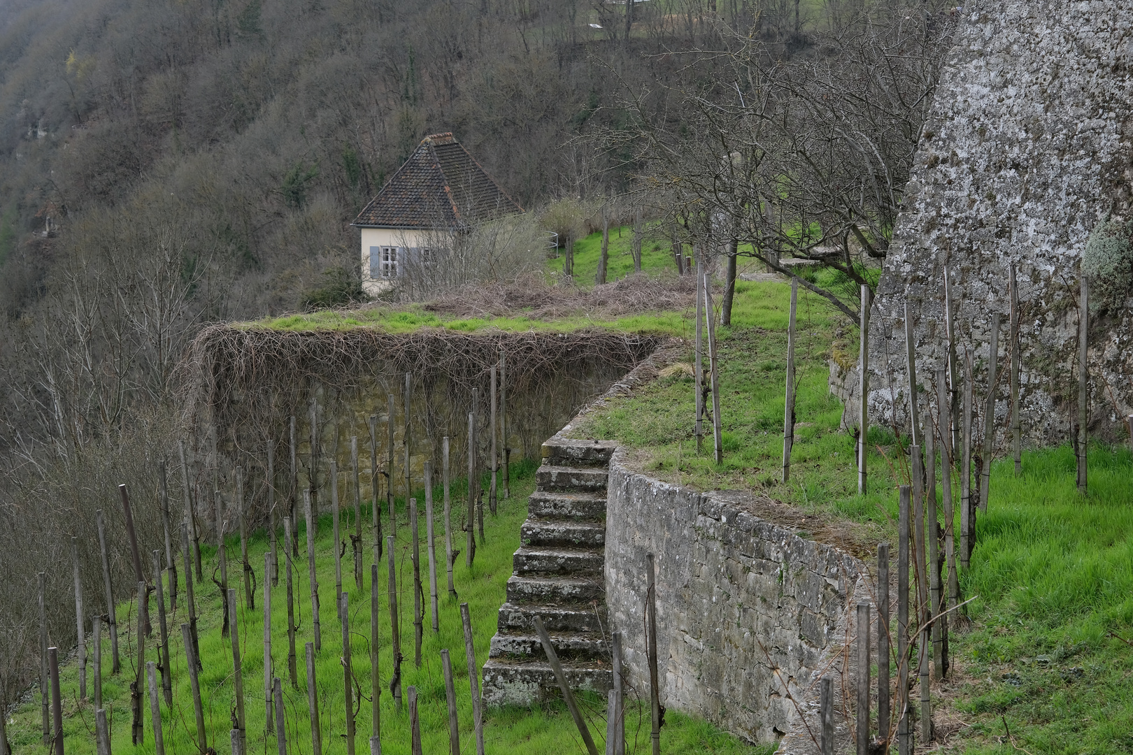 Weinberg an der Saale...