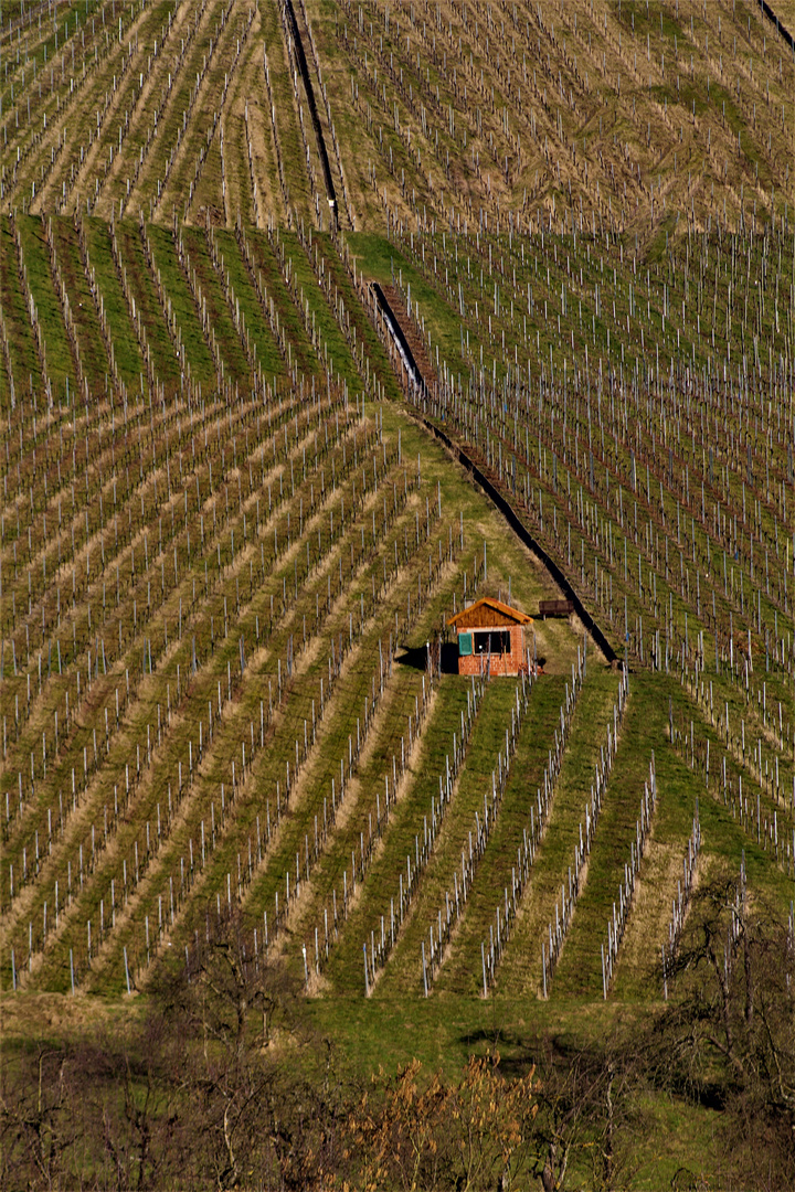 Weinberg Ansichten im Remstal