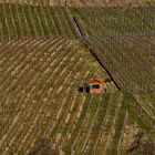 Weinberg Ansichten im Remstal