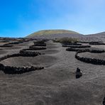 Weinberg auf Lanzarote