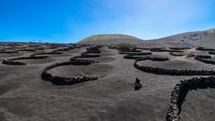 Weinberg auf Lanzarote