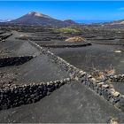 Weinberg auf Lanzarote