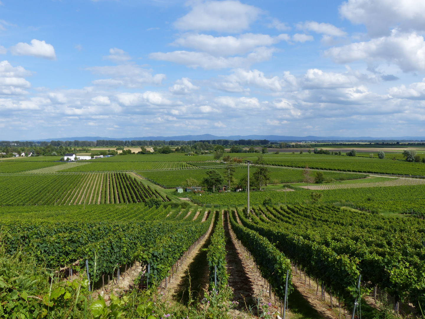 Weinberg bei Alsheim (Rheinhessen)